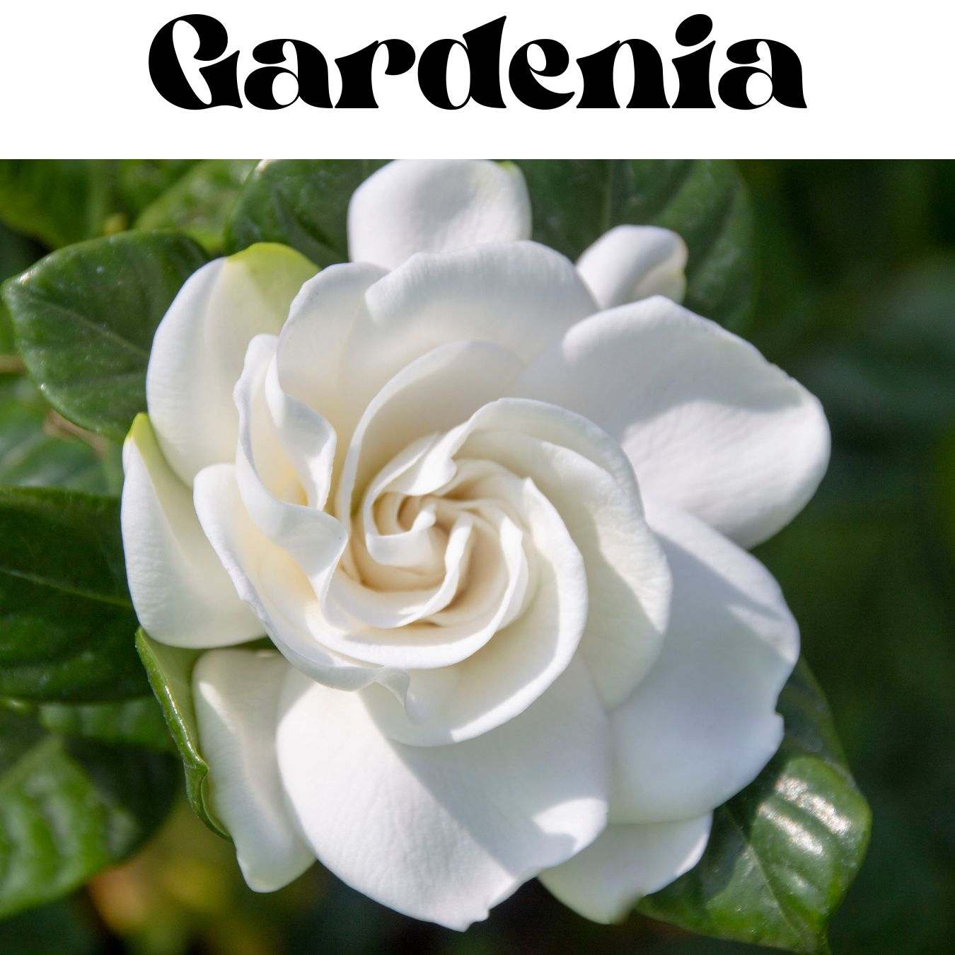 A close-up image of a fully bloomed gardenia flower with green leaves in the background.
