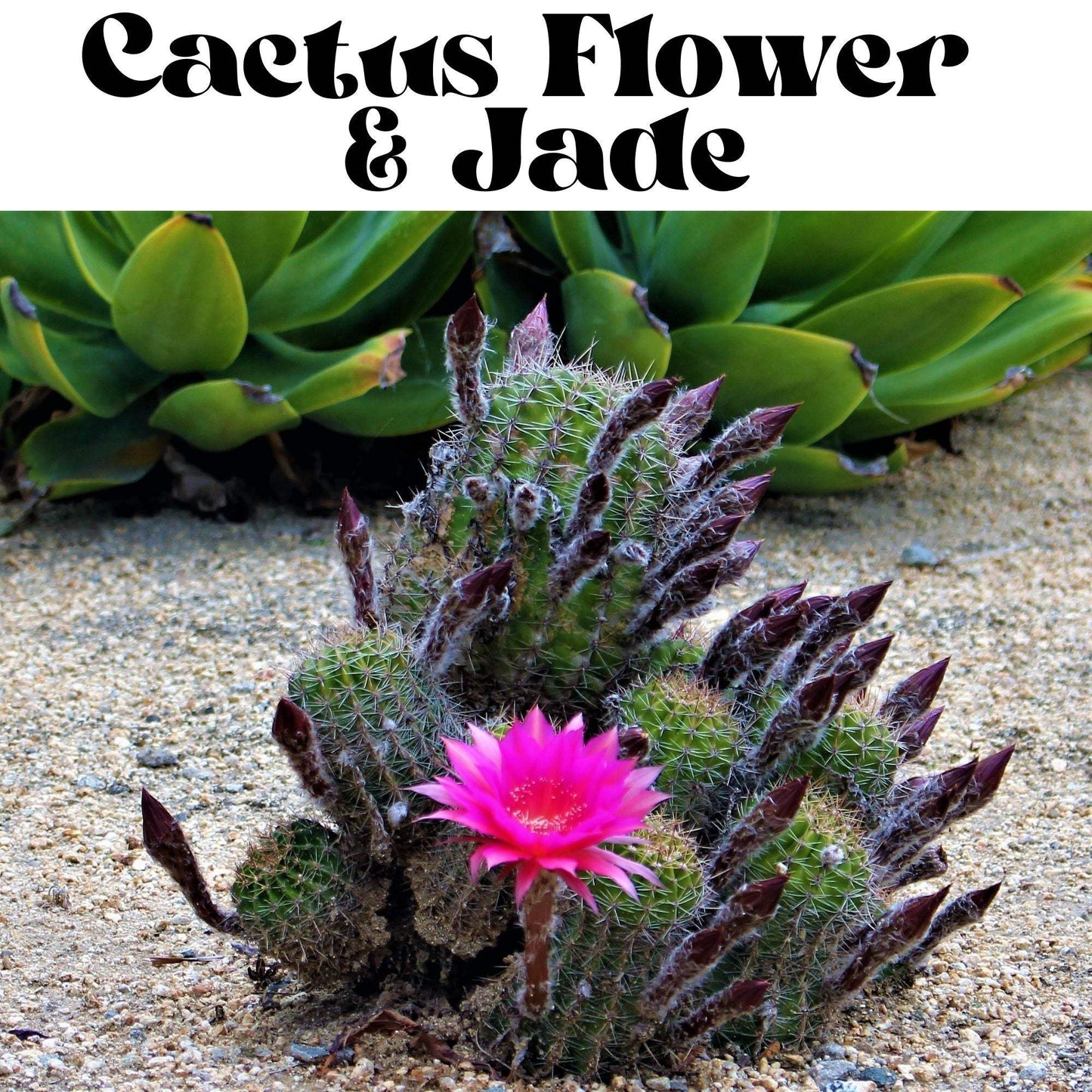 Cactus Flower & Jade