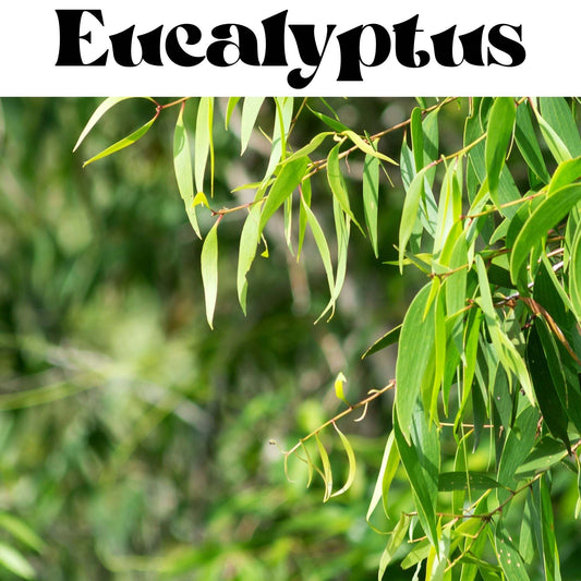 Eucalyptus