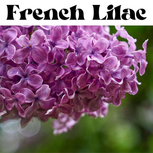 French Lilac