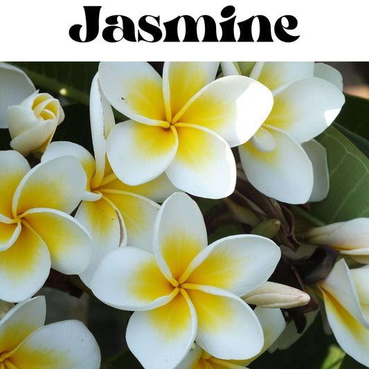 Jasmine