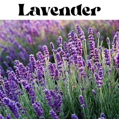 Lavender