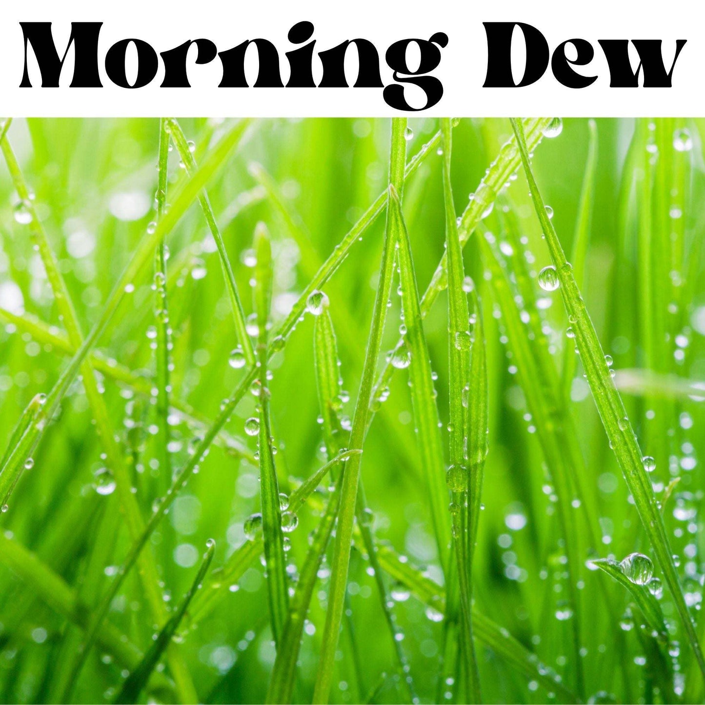 Morning Dew