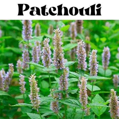 Patchouli