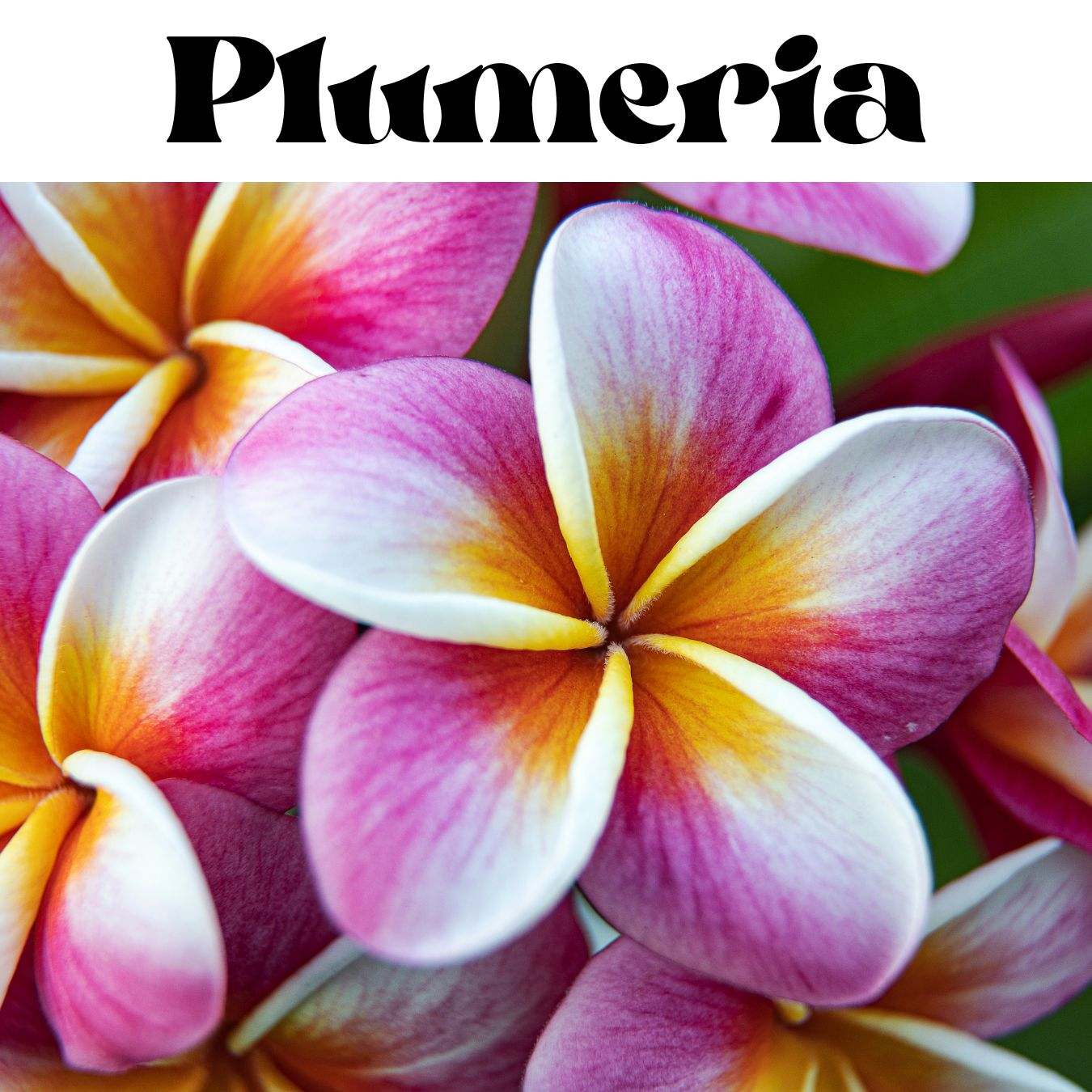 Plumeria