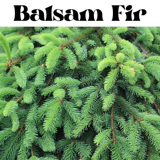 Balsam Fir