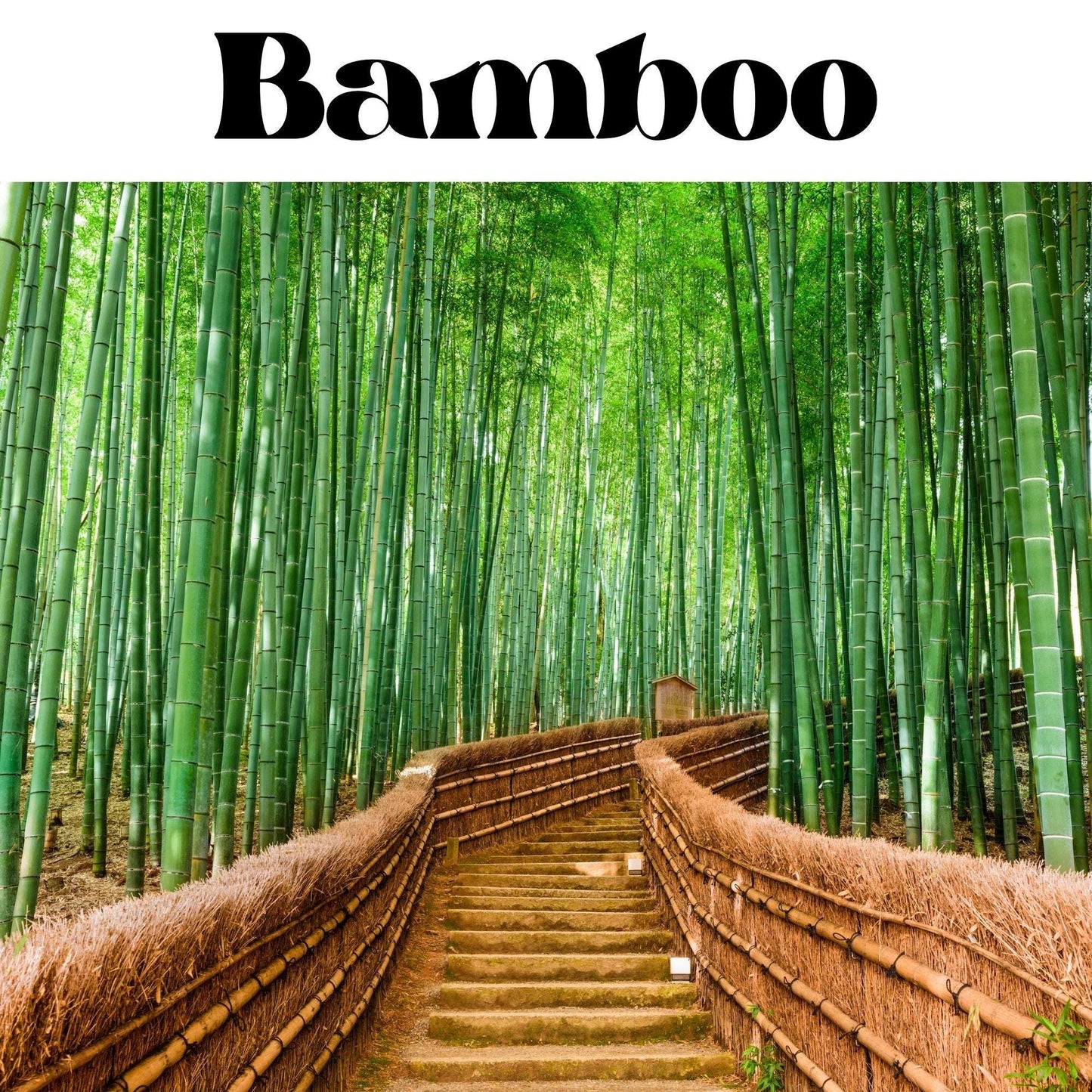 Bamboo