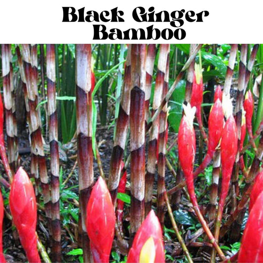 Black Ginger Bamboo