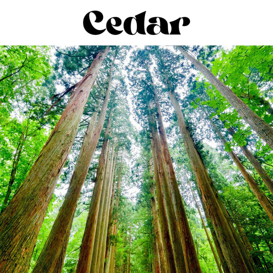 Cedar