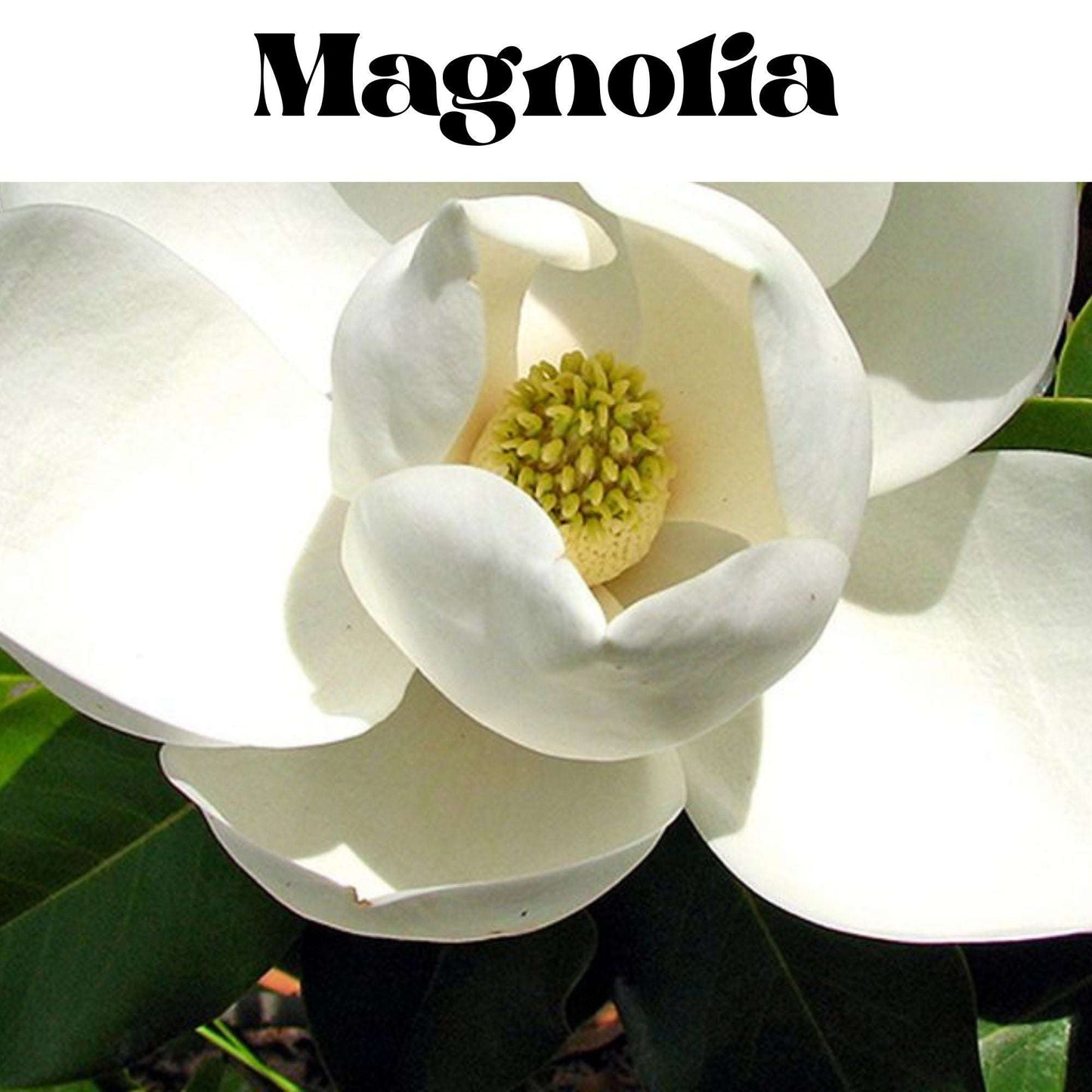 Magnolia