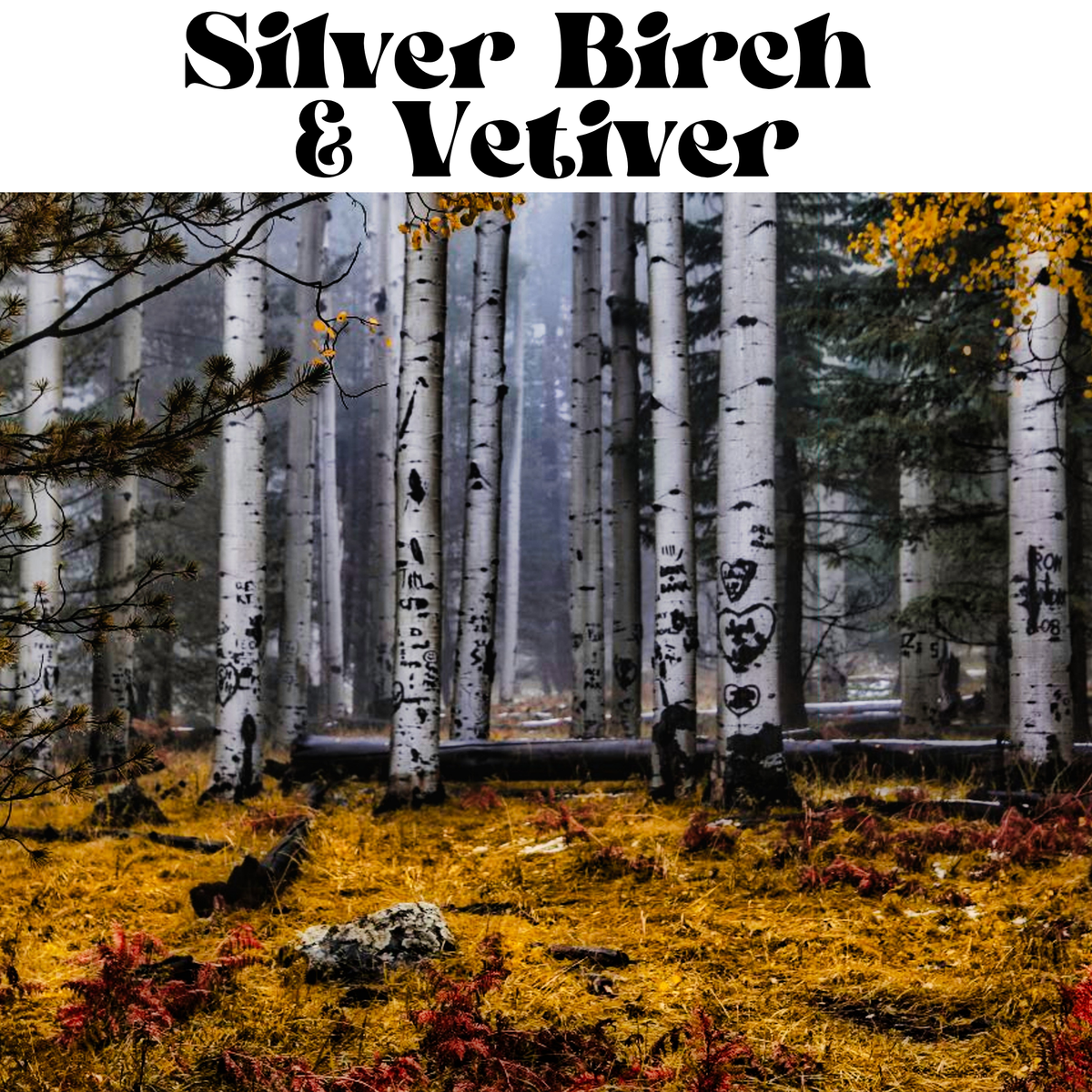 Forest scene with silver birch trees and text 'Silver Birch & Vetiver'