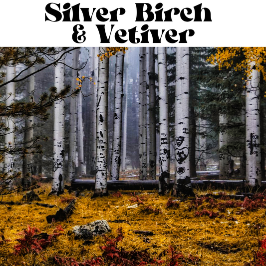 Forest scene with silver birch trees and text 'Silver Birch & Vetiver'